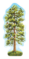 Ponderosa Pine Sticker