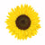 Sunflower Sticker