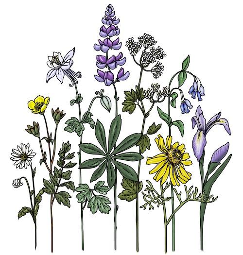 Wildflower Sticker